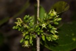 Strychnos lucens