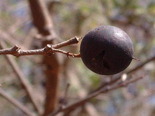 Strychnos potatorum Strychnos potatorum