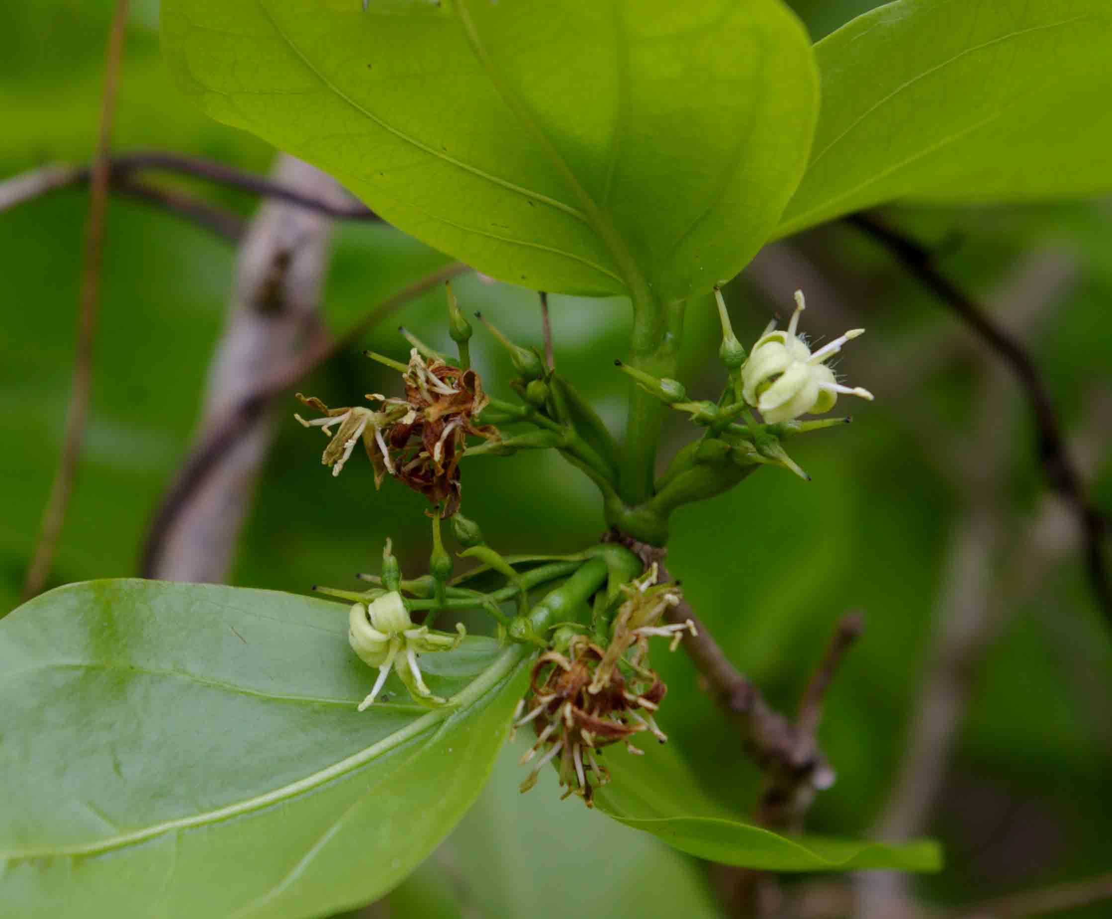 Strychnos potatorum