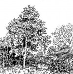 Strychnos potatorum