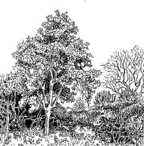 Strychnos potatorum