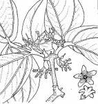 Strychnos potatorum