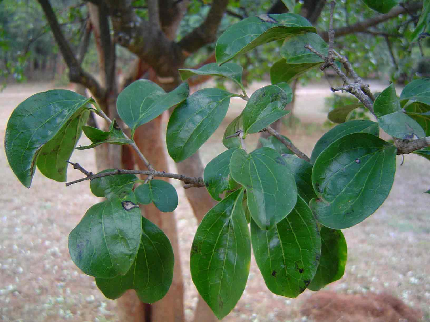 Strychnos spinosa Strychnos spinosa