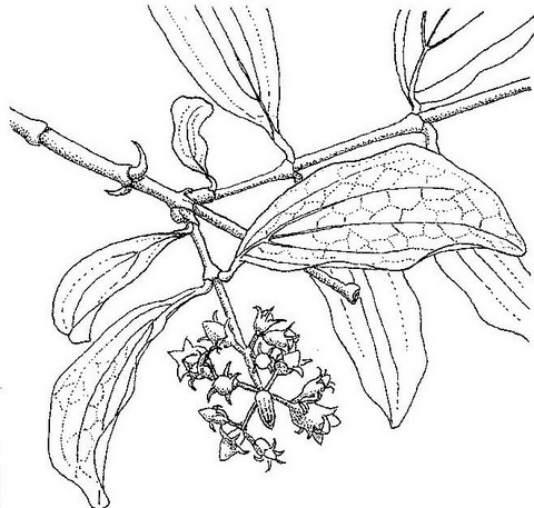 Strychnos spinosa