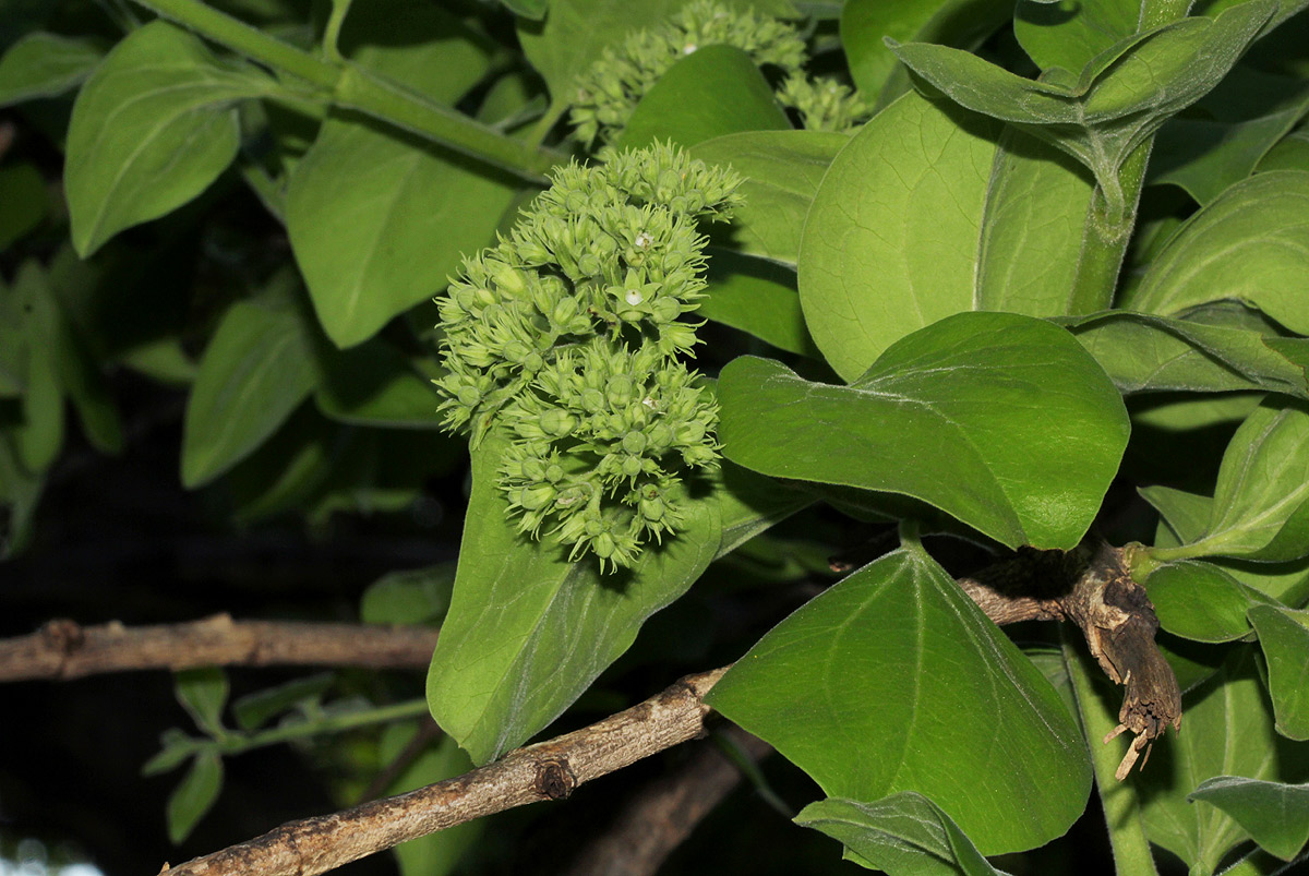 Strychnos spinosa