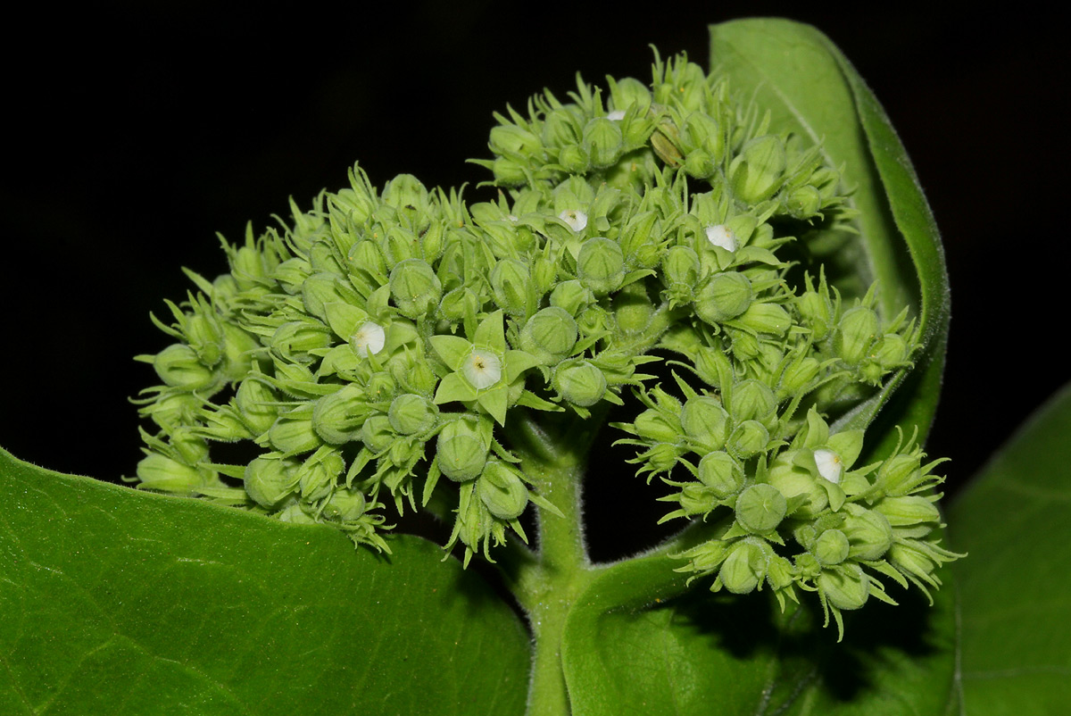 Strychnos spinosa