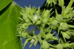 Strychnos spinosa