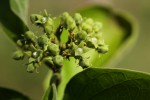 Strychnos spinosa
