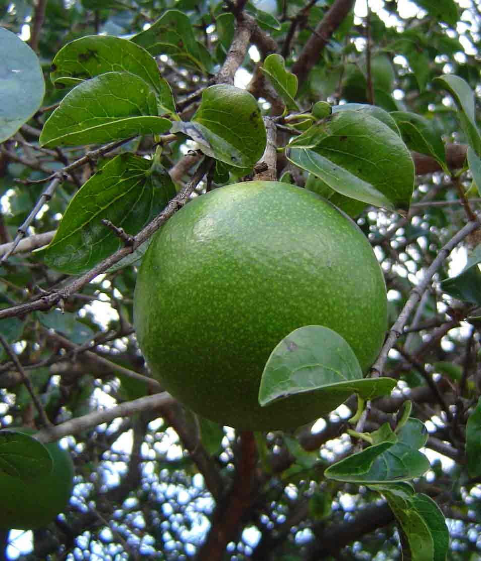 Strychnos spinosa Strychnos spinosa