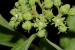 Strychnos spinosa