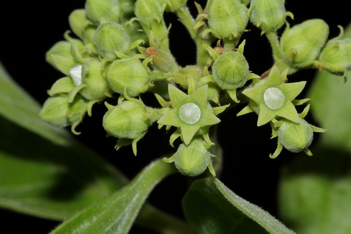 Strychnos spinosa