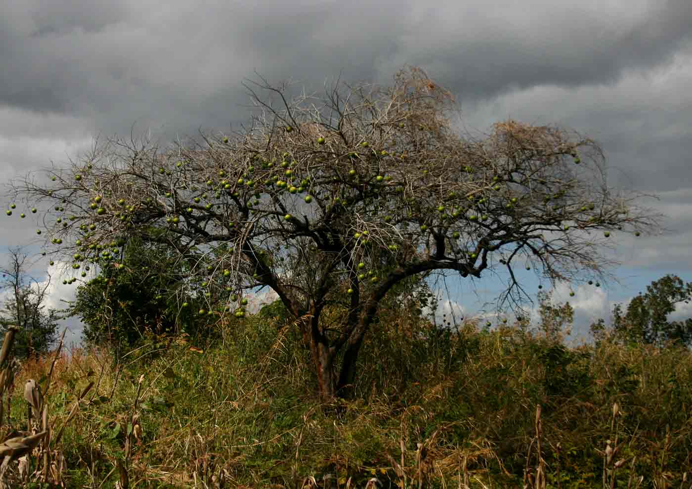 Strychnos spinosa Strychnos spinosa