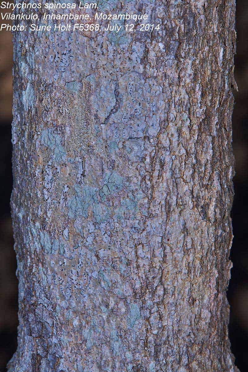 Strychnos spinosa Strychnos spinosa
