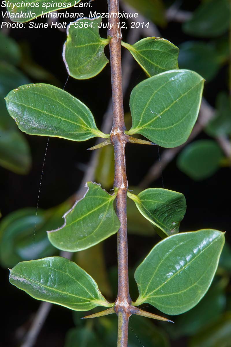 Strychnos spinosa Strychnos spinosa