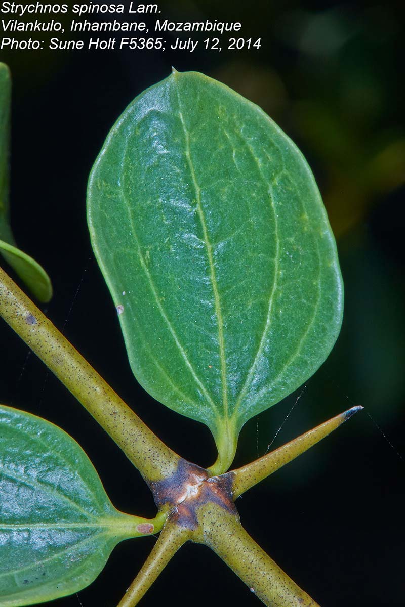 Strychnos spinosa Strychnos spinosa
