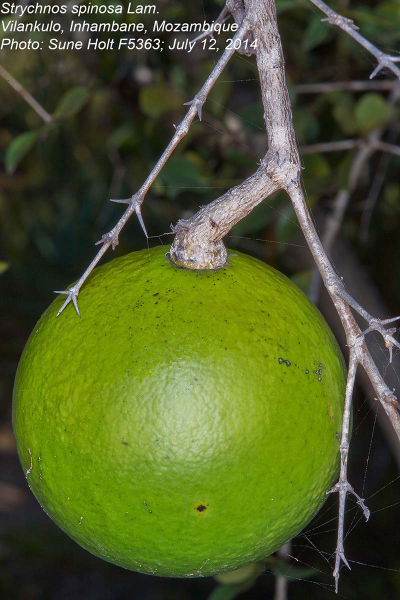 Strychnos spinosa Strychnos spinosa