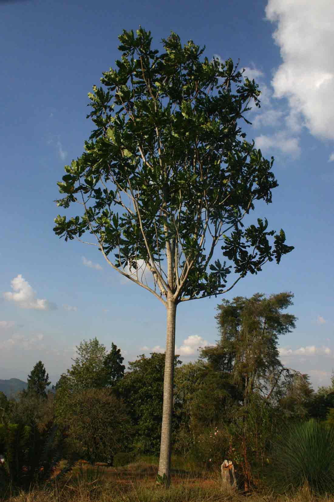 Anthocleista grandiflora Anthocleista grandiflora