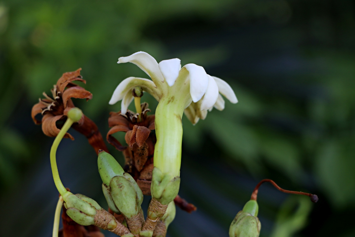 Anthocleista grandiflora Anthocleista grandiflora