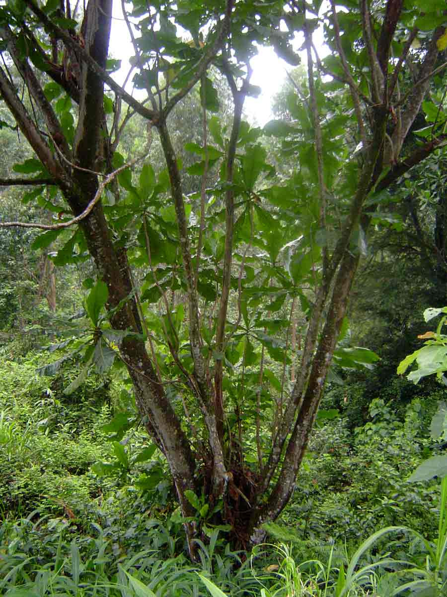 Anthocleista grandiflora Anthocleista grandiflora