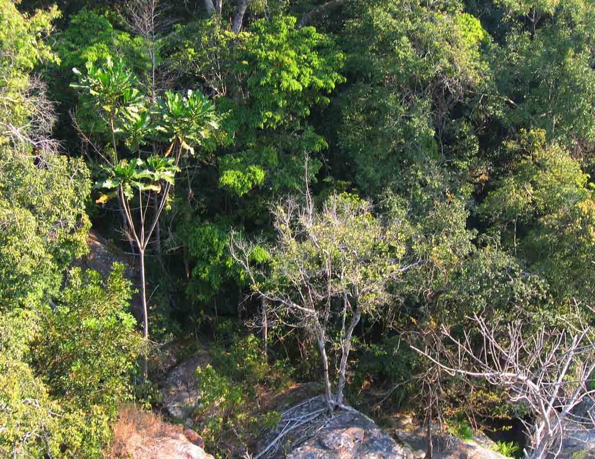 Anthocleista grandiflora Anthocleista grandiflora
