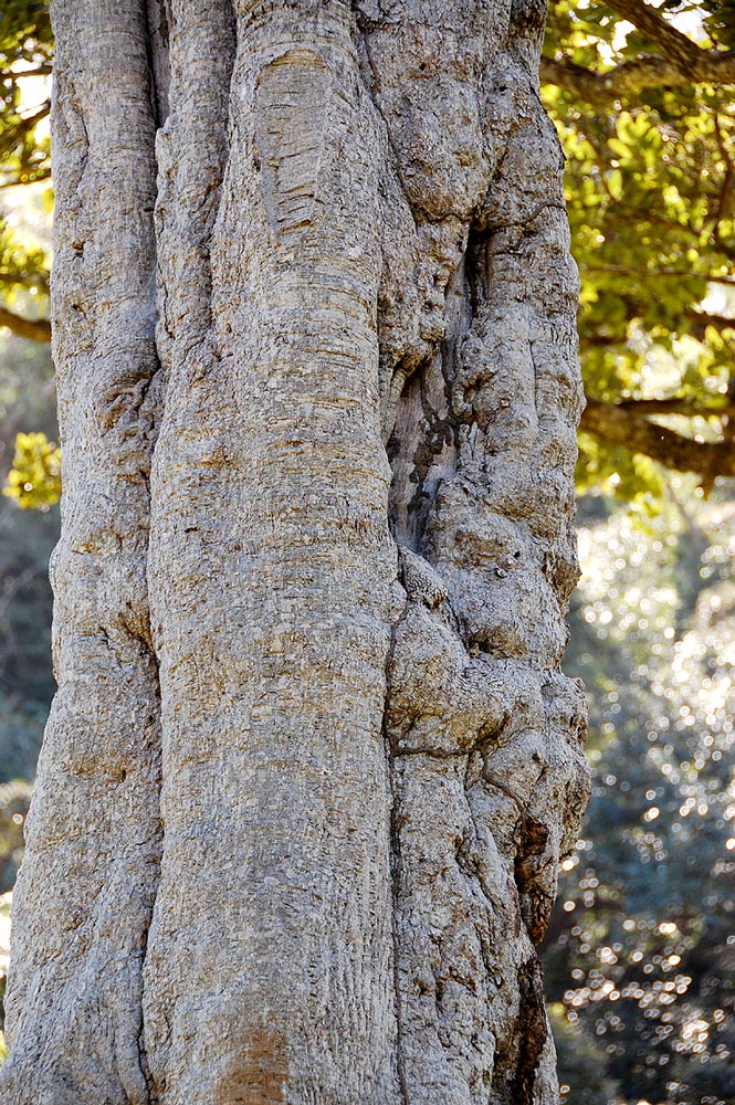 Anthocleista grandiflora Anthocleista grandiflora