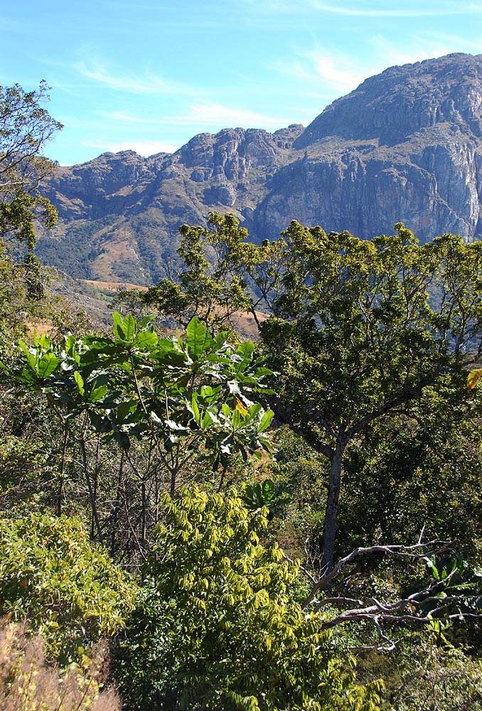 Anthocleista grandiflora Anthocleista grandiflora