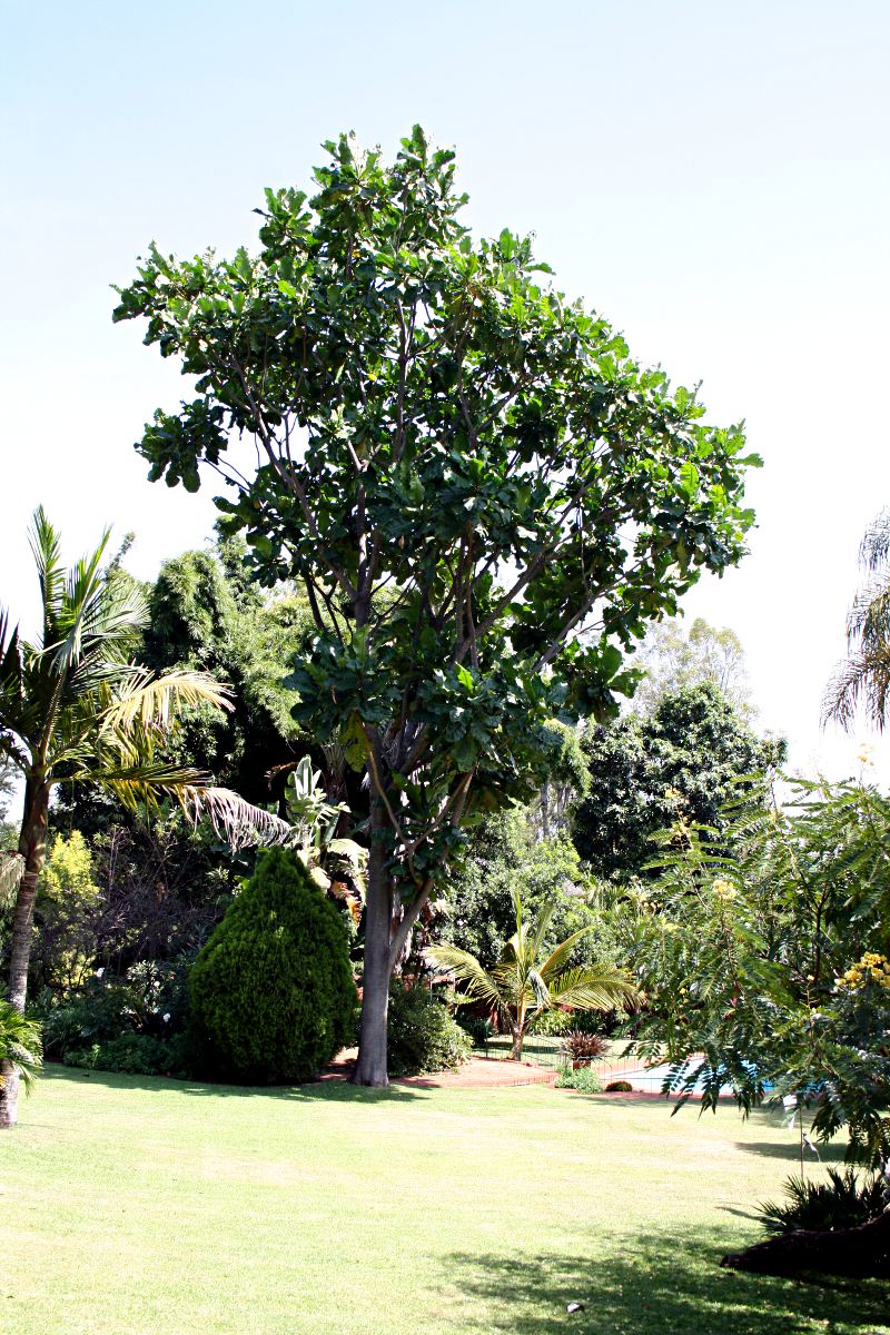 Anthocleista grandiflora Anthocleista grandiflora