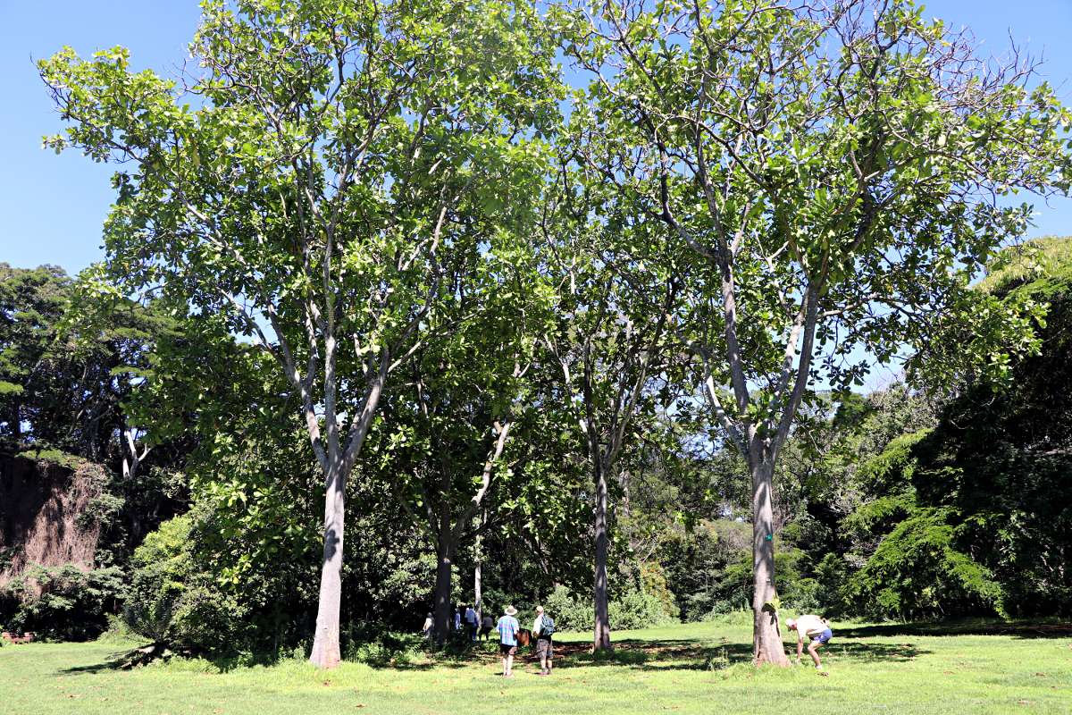 Anthocleista grandiflora Anthocleista grandiflora