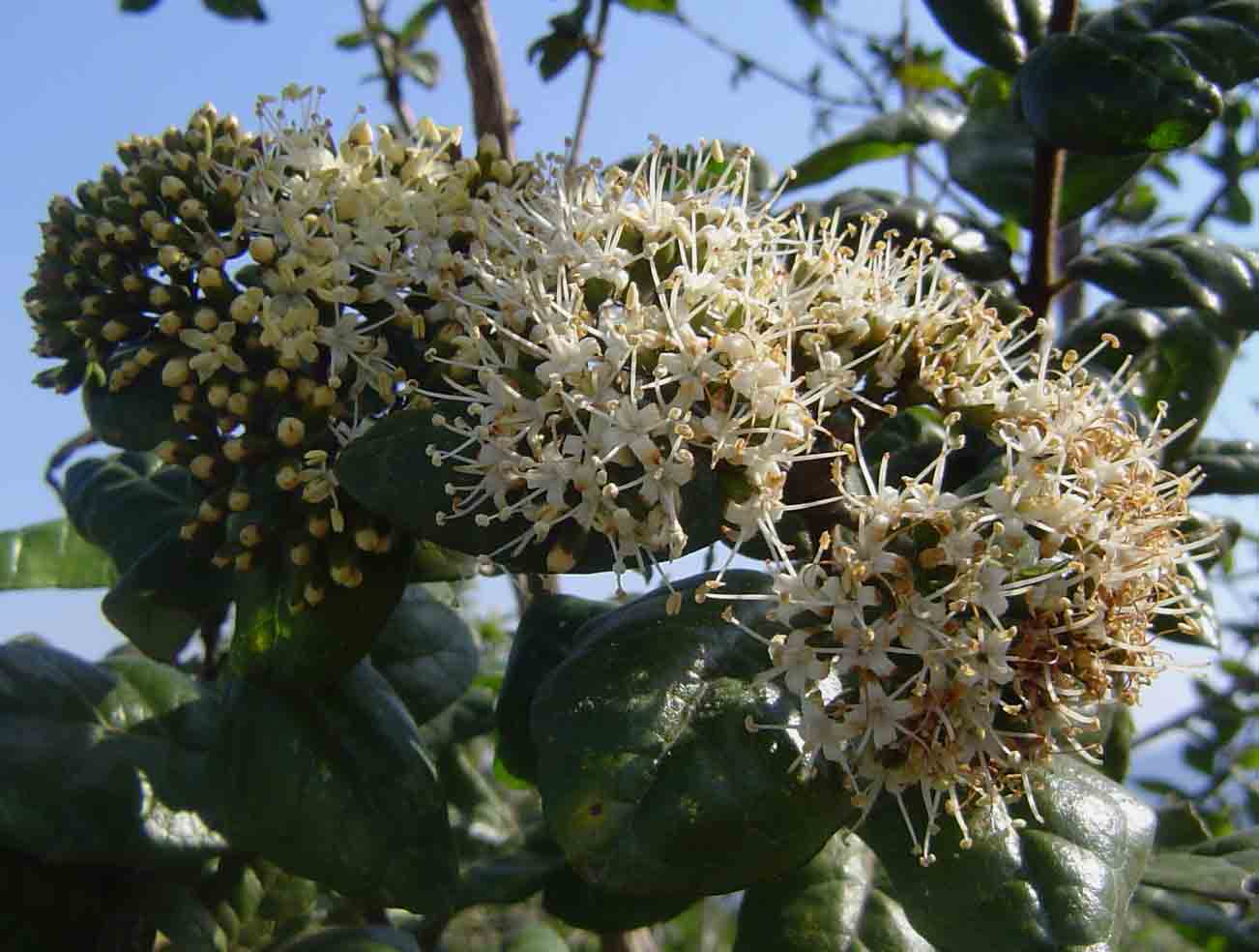 Nuxia congesta Nuxia congesta