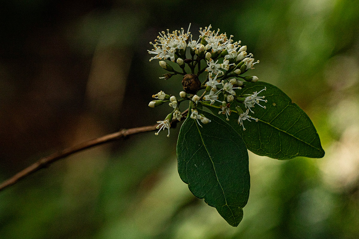 Nuxia congesta Nuxia congesta