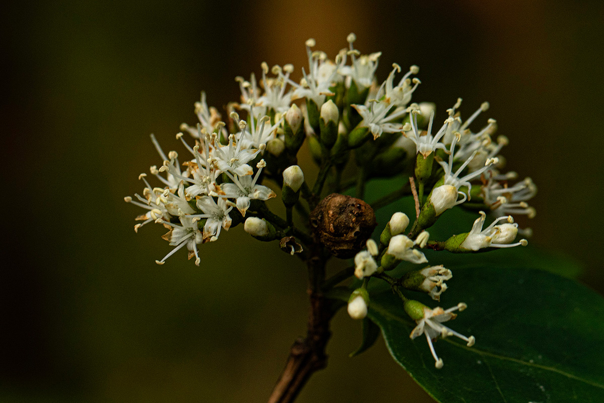 Nuxia congesta Nuxia congesta
