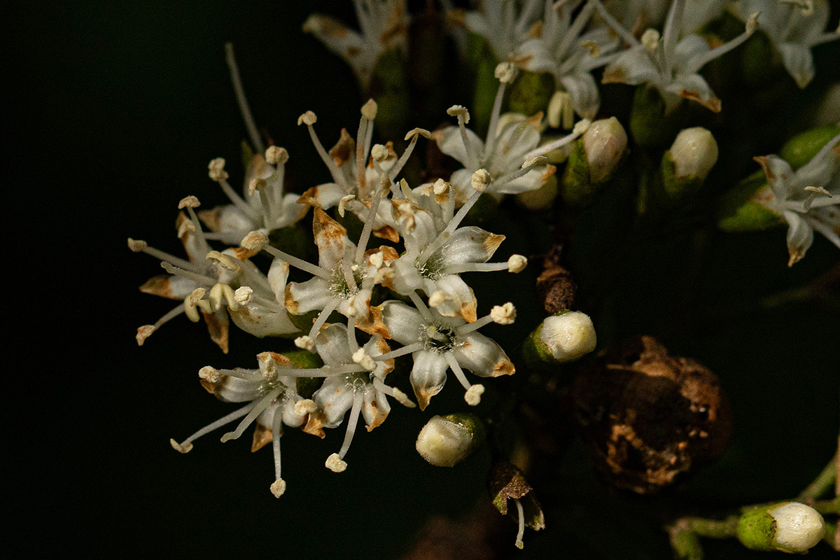 Nuxia congesta Nuxia congesta