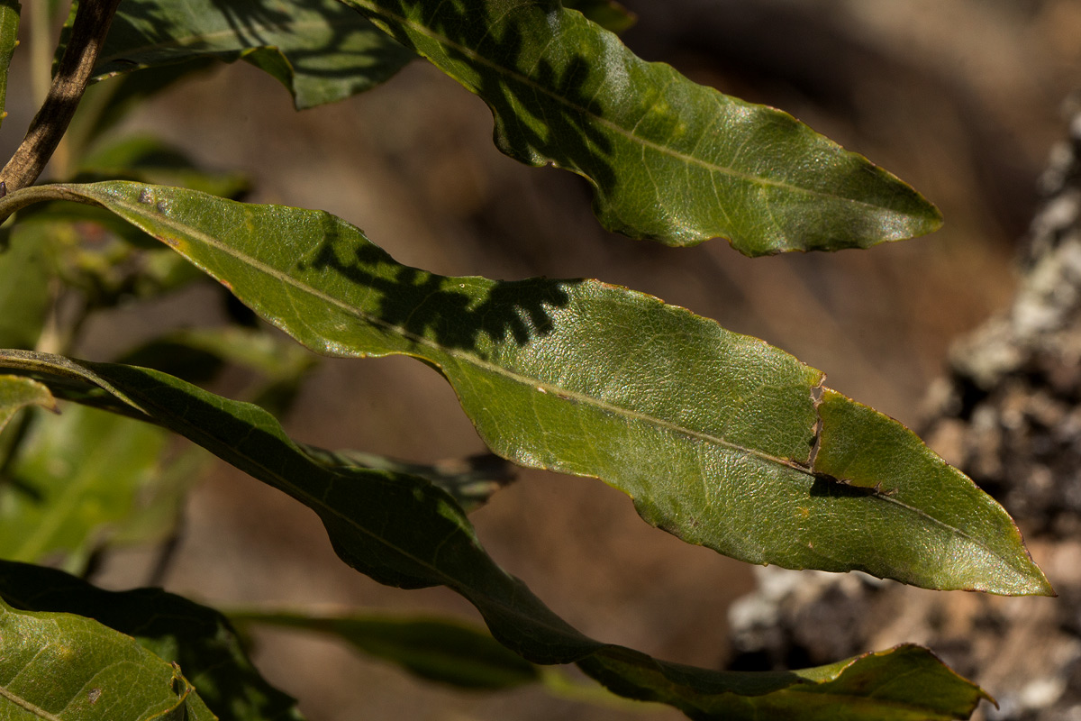 Nuxia floribunda Nuxia floribunda