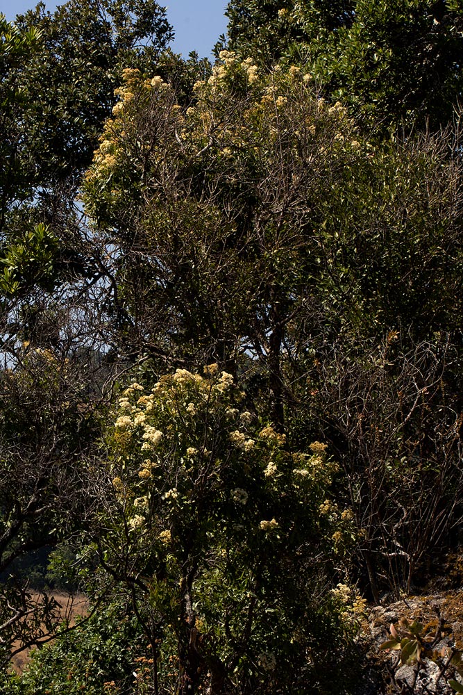 Nuxia floribunda Nuxia floribunda