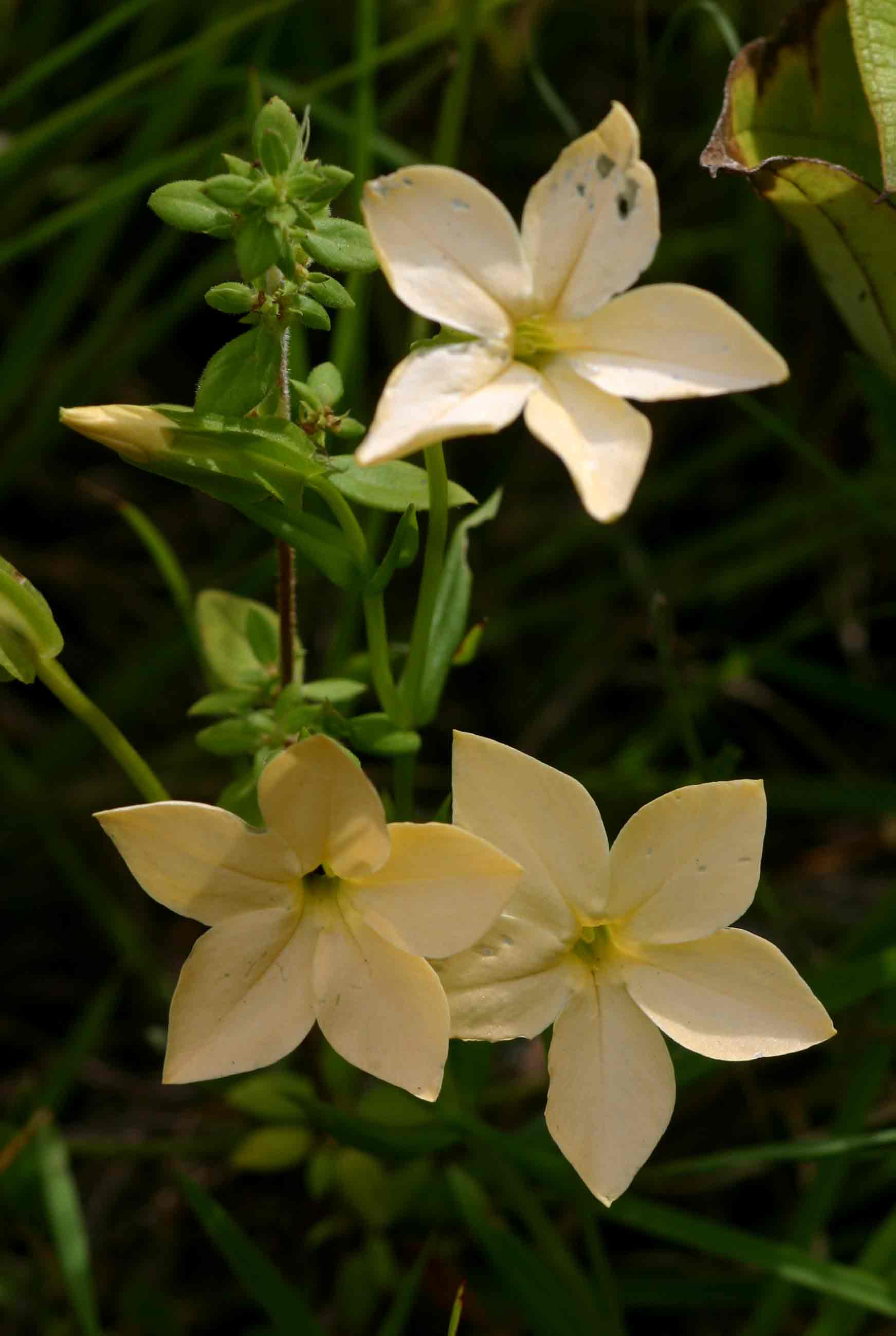 Exochaenium grande Exochaenium grande