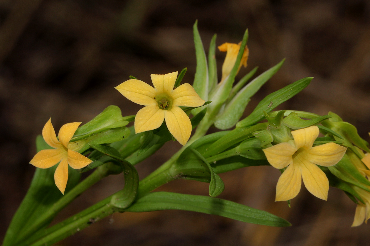 Exochaenium grande Exochaenium grande