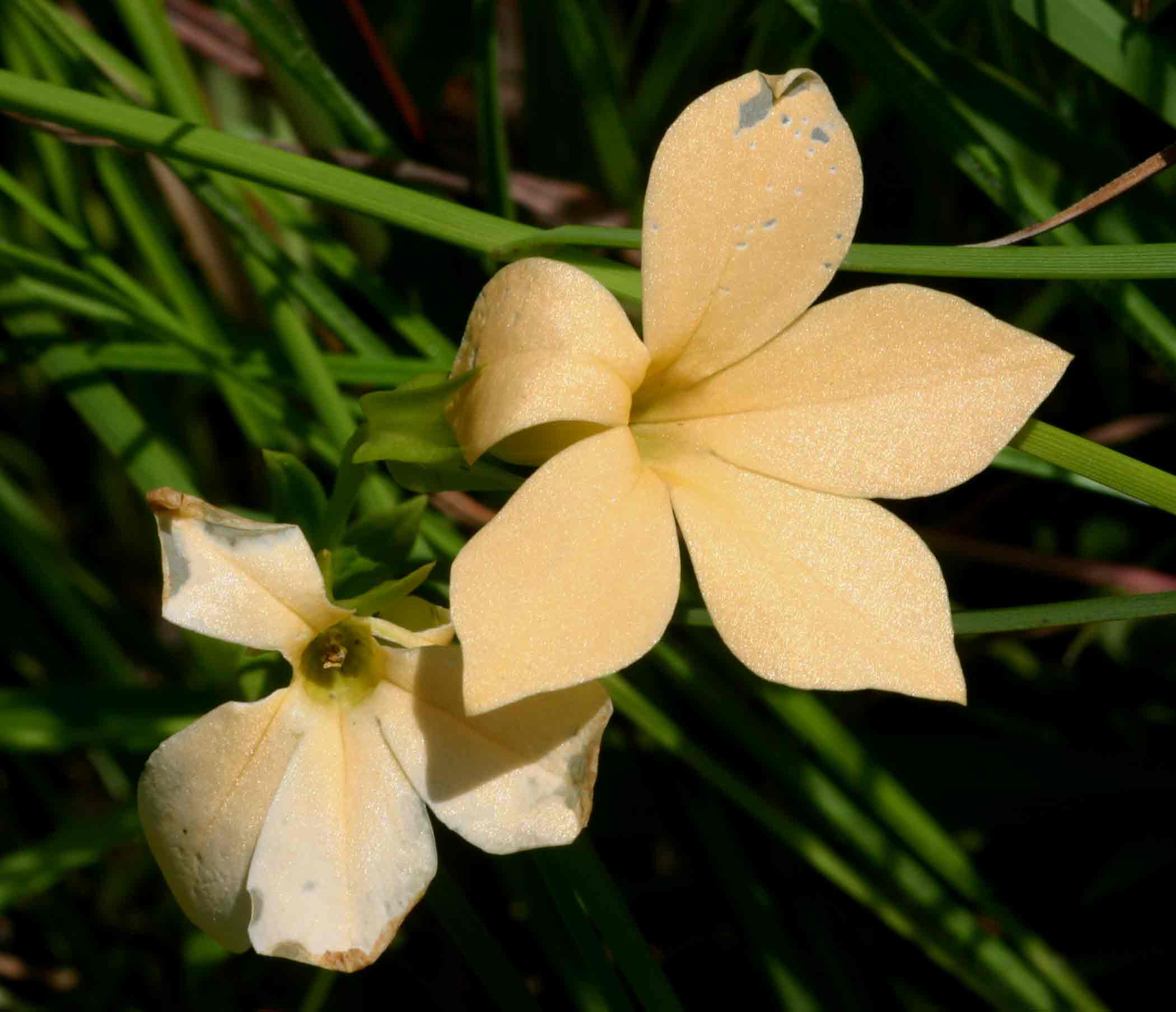 Exochaenium grande Exochaenium grande