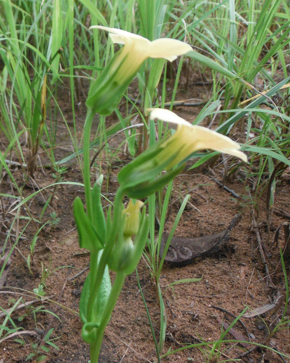 Exochaenium grande Exochaenium grande