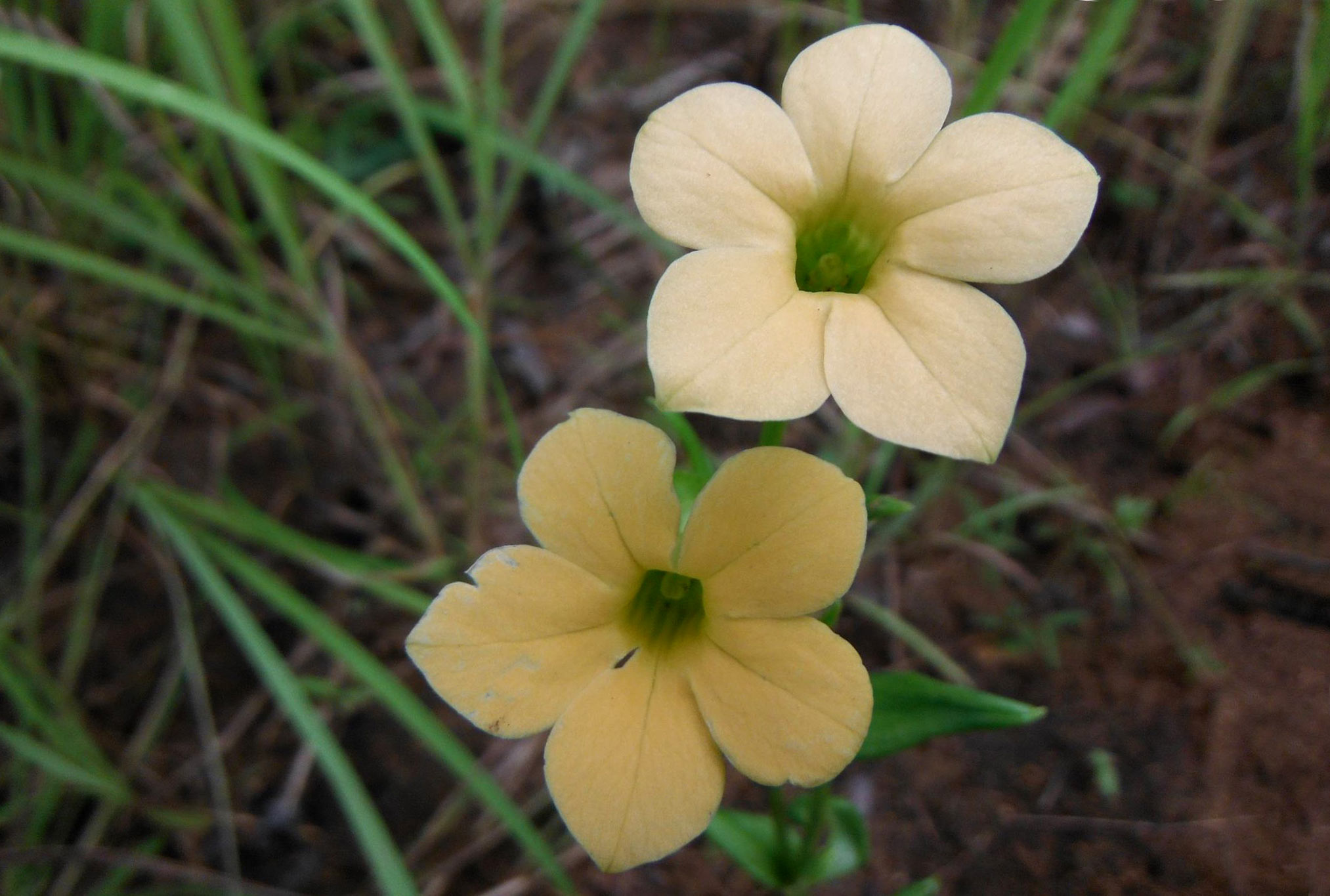 Exochaenium grande Exochaenium grande