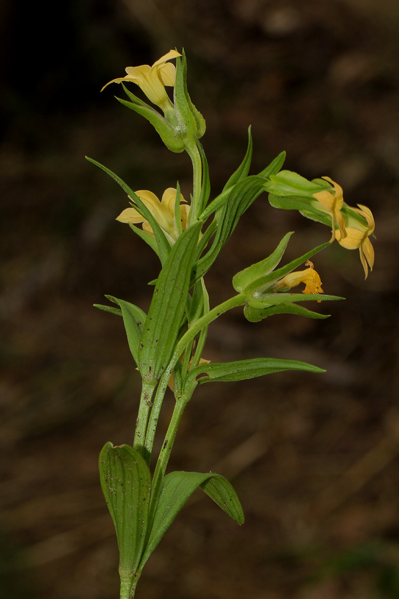 Exochaenium grande Exochaenium grande