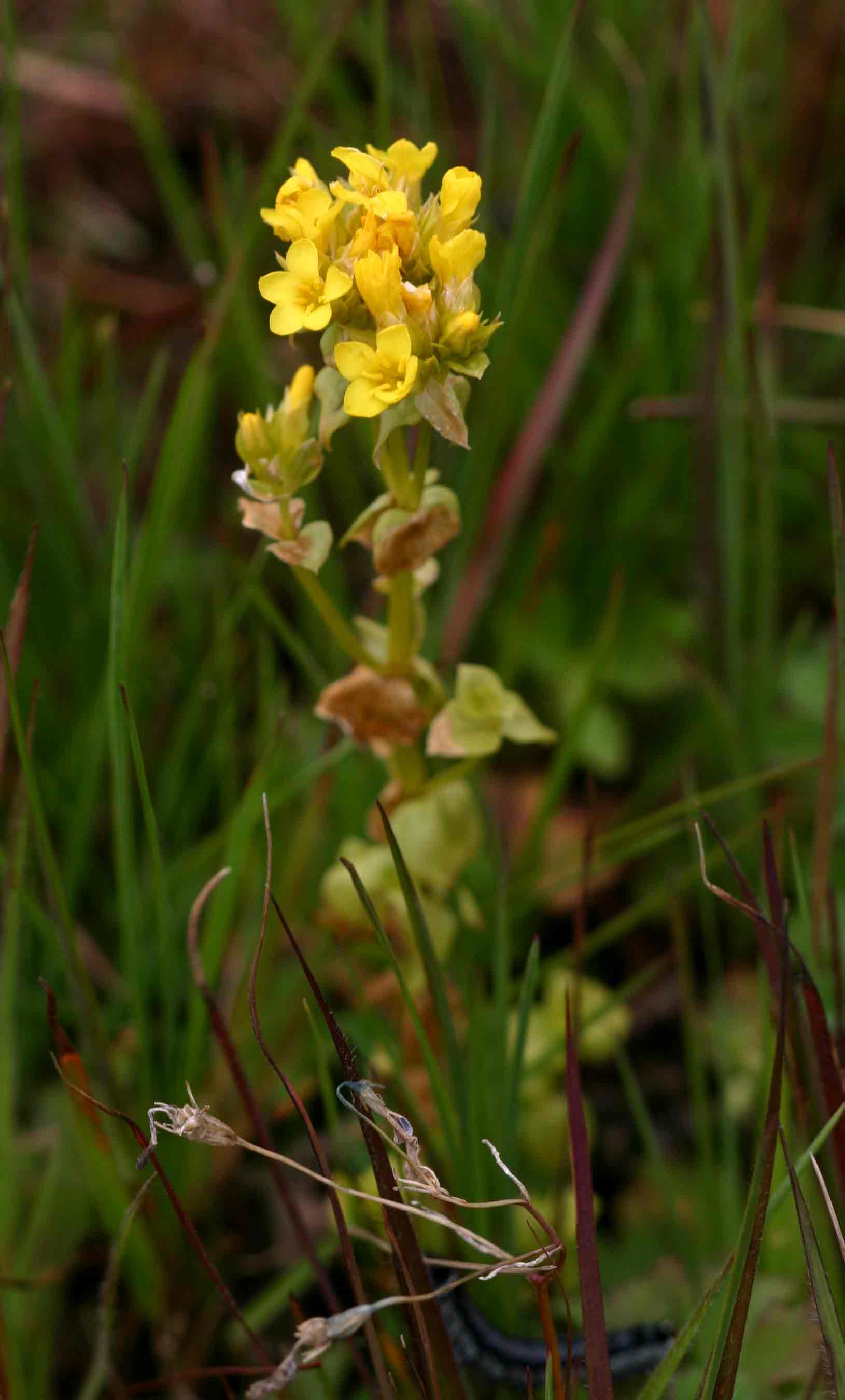 Sebaea leiostyla Sebaea leiostyla