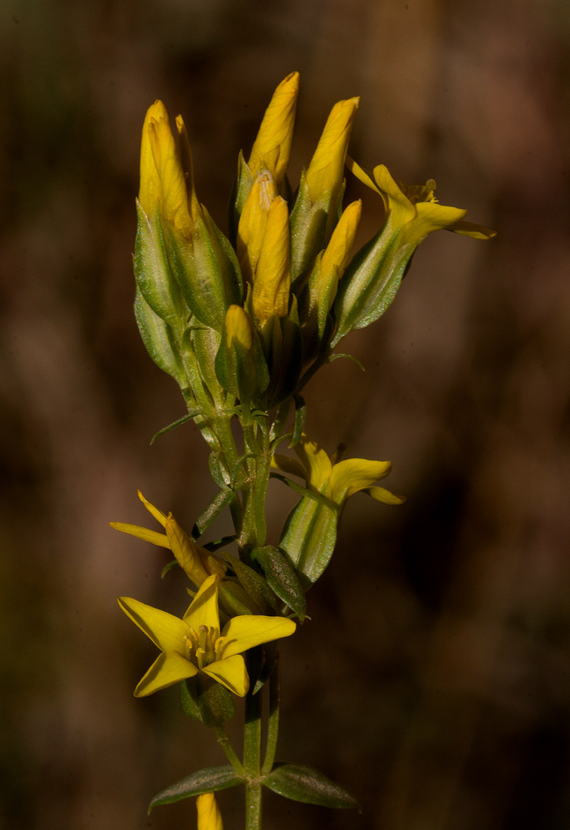 Sebaea leiostyla Sebaea leiostyla