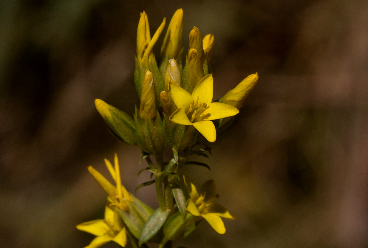 Sebaea leiostyla Sebaea leiostyla