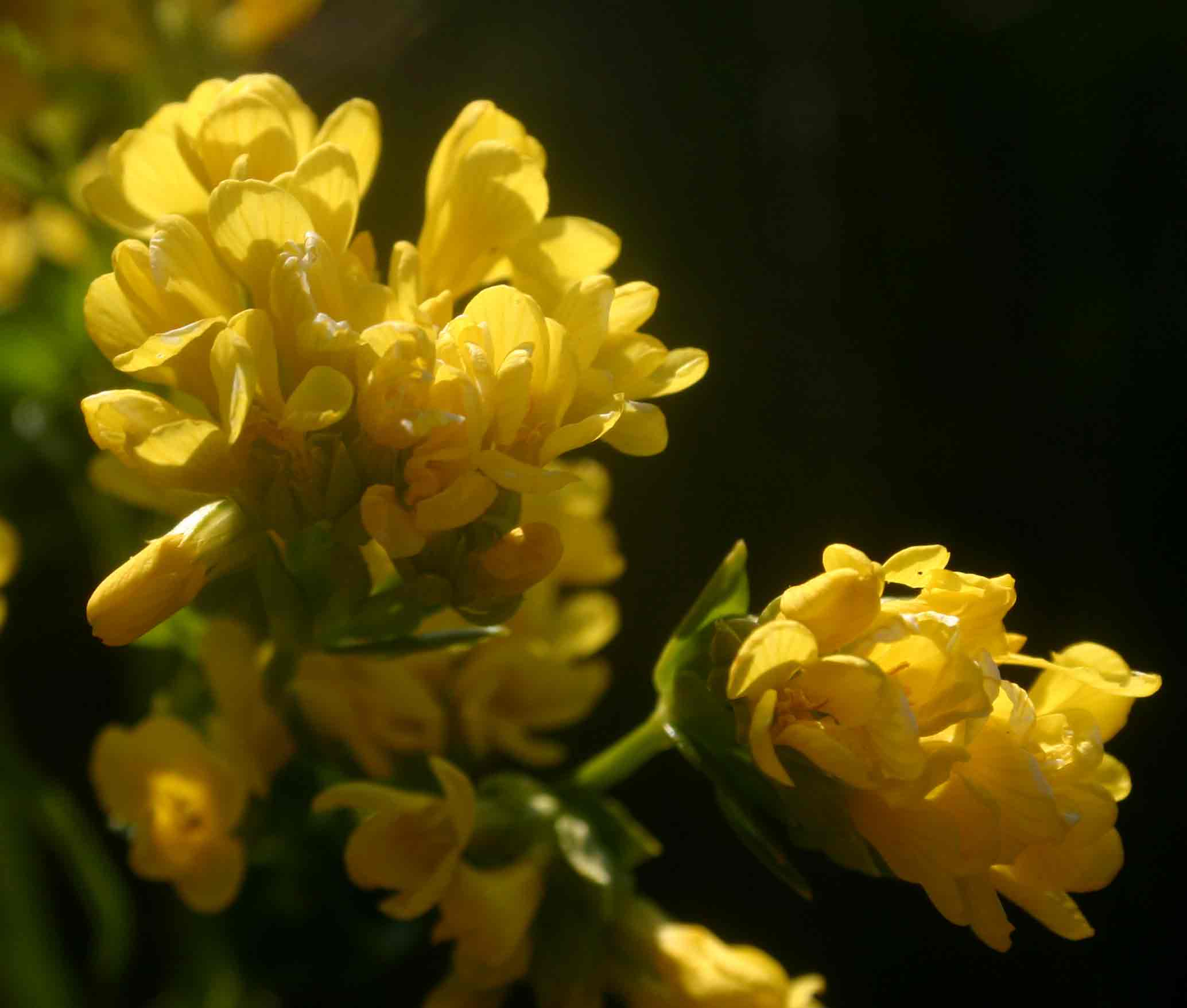 Sebaea leiostyla Sebaea leiostyla