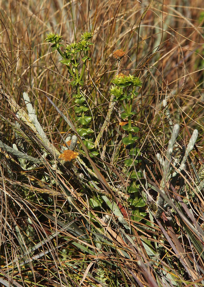 Sebaea leiostyla Sebaea leiostyla