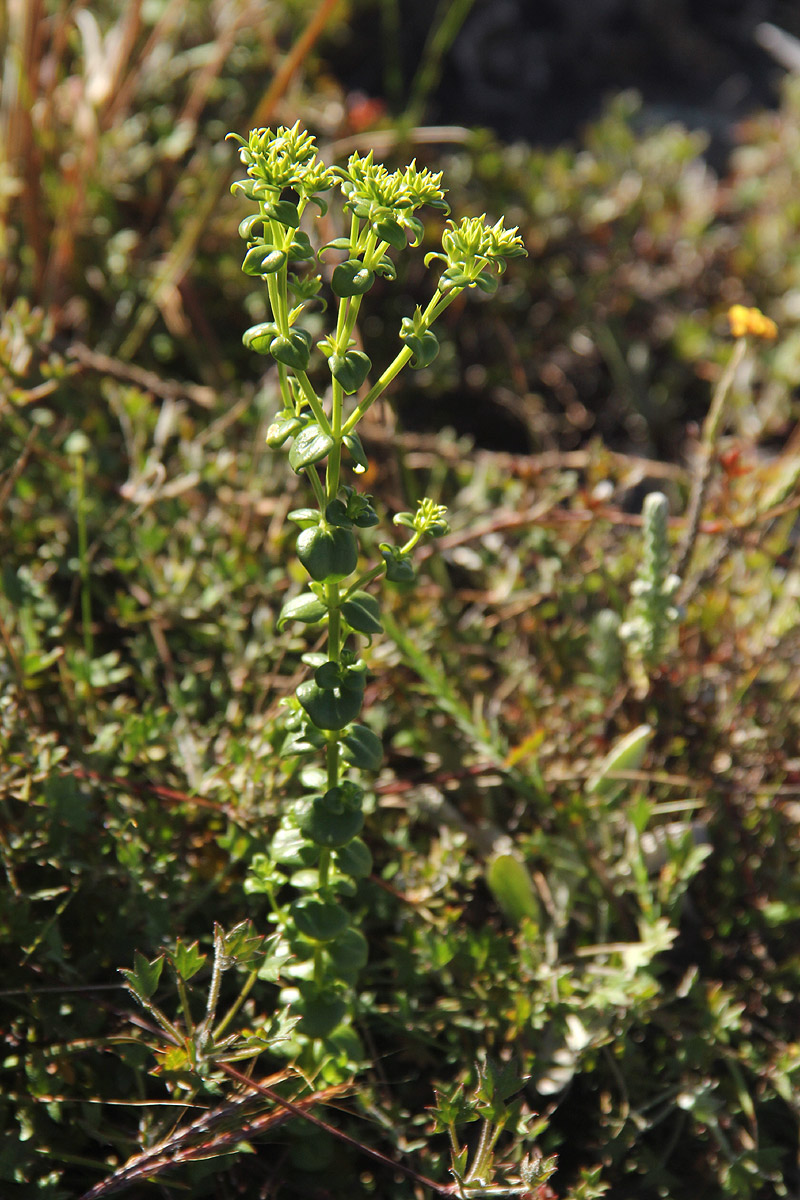 Sebaea leiostyla Sebaea leiostyla