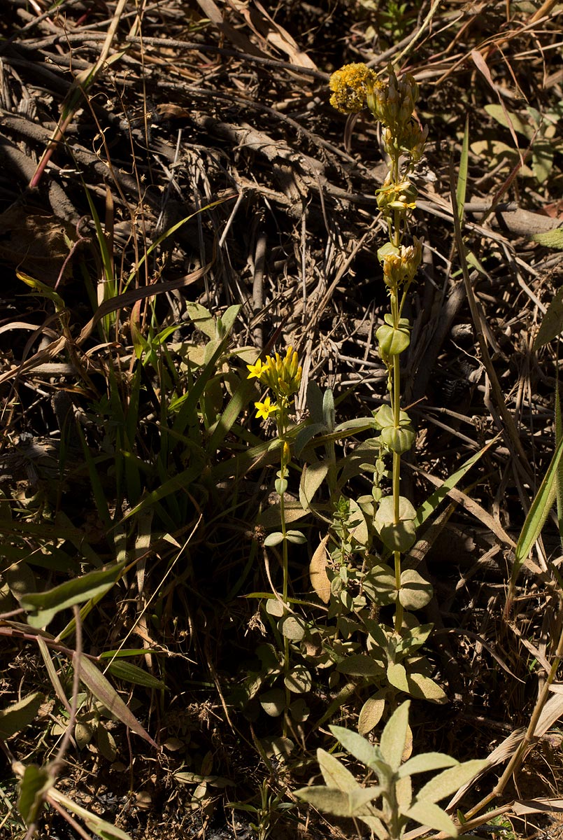Sebaea leiostyla Sebaea leiostyla