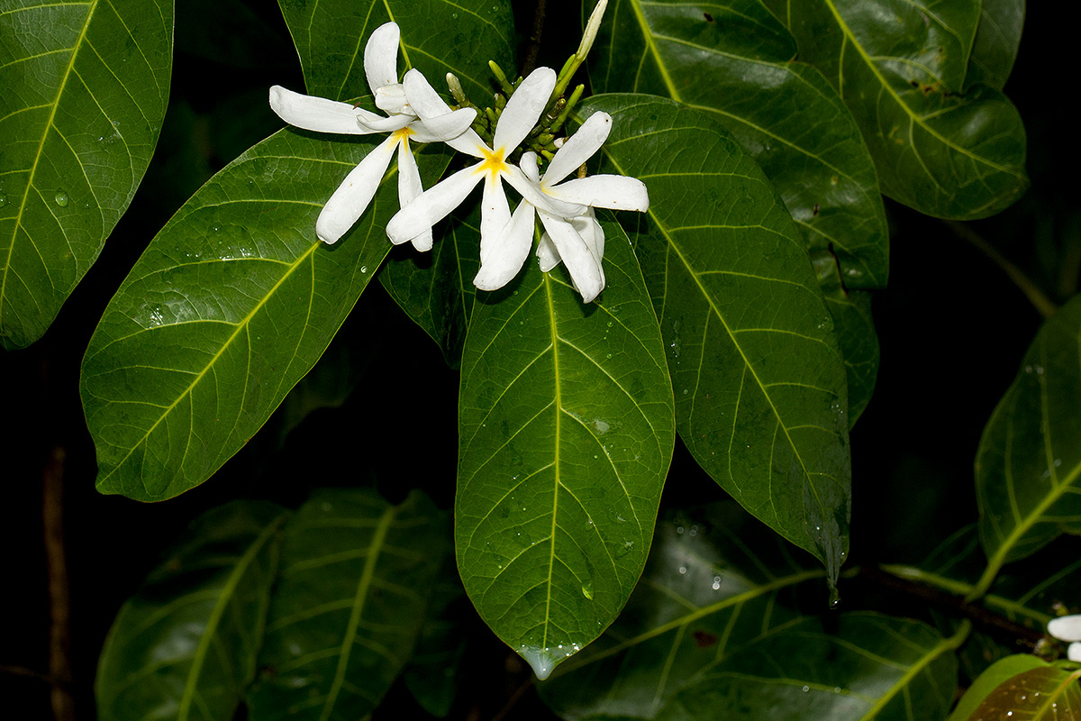 Saba comorensis Saba comorensis