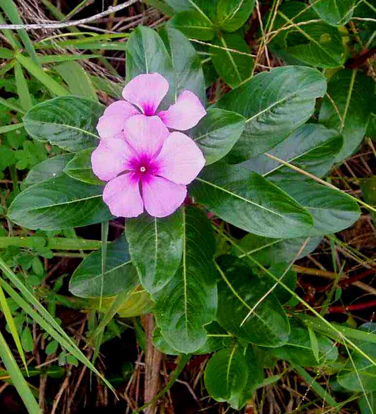 Catharanthus roseus Catharanthus roseus