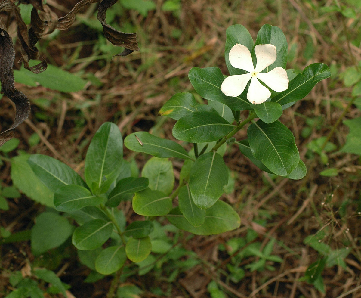 Catharanthus roseus Catharanthus roseus